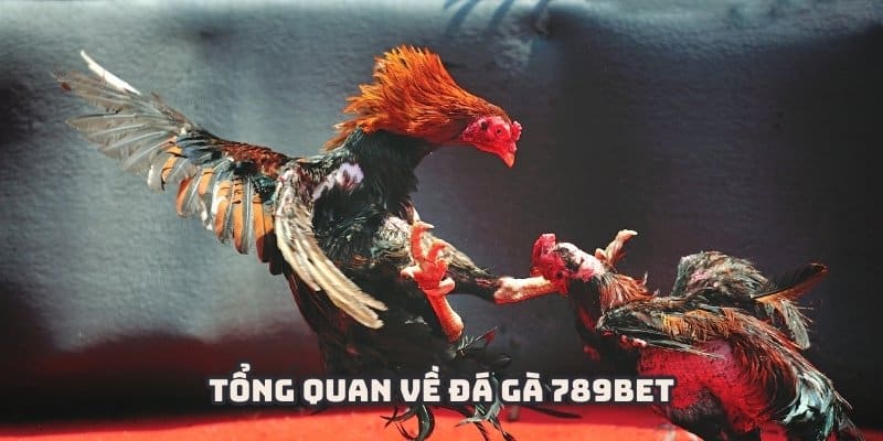 Đá gà 789BET là sân chơi thu hút đông đảo hội viên